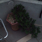 Profile Picture of Ivan LUI (@ivanlui4810) on Youtube