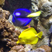 Profile Picture of Derek Harrington (@delsutube13) on Youtube