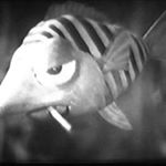 Profile Picture of Mark Broderick (@mark.broderick.520) on Instagram