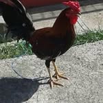 Profile Picture of Luciano Lora (@luciano_lora) on Instagram