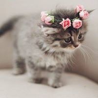 Profile Picture of Mary Rose (@mouradconst) on Pinterest