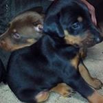 Profile Picture of Chad Shingledecker (@chadshingledecker) on Instagram