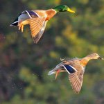 Profile Picture of Cooper Haley (@duck_hunter_8_18) on Instagram