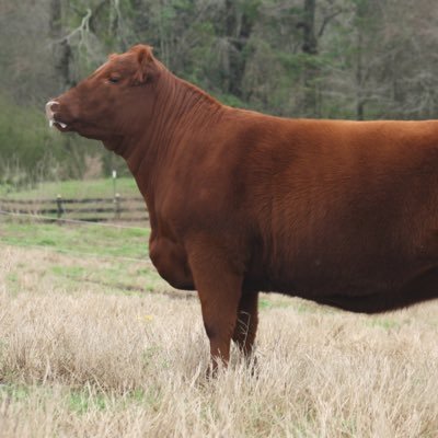 Profile Picture of Tony Tolar  🇺🇸 (@T5Cattle) on Twitter
