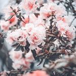 Profile Picture of Matt Hargrave 🌷 (@xx.matthew.2000.xx) on Instagram