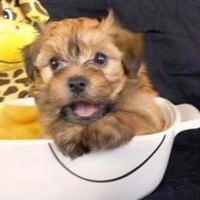 Profile Picture of Laurie Yeh (@laurie-yeh) on Quora