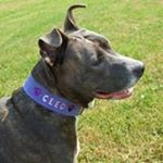 Profile Picture of Candy Howells (@candyhowells) on Instagram