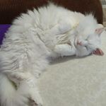 Profile Picture of петр петров (@petrpetrov1972) on Instagram