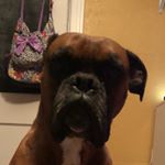 Profile Picture of Max The Boxer (@gillilandchloe) on Instagram
