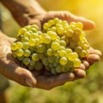 Profile Picture of Matijasevic Vinogradi (@matijasevicvinogradi) on Instagram