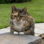 Profile Picture of Alison Bainbridge (@alison.fletcher.756) on Facebook