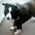 Profile Picture of Baxter Wiliiams (@_baxter_williams1) on Instagram