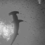 Profile Picture of algaecide (@virgilioadam) on Instagram