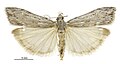 Profile Picture of Scoparia harpaleaon Wikipedia