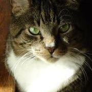 Profile Picture of Loretta Jones (@mrsbjones) on Pinterest