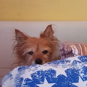 Profile Picture of Elisabeth Hofmann (@bellahund1992) on Twitter