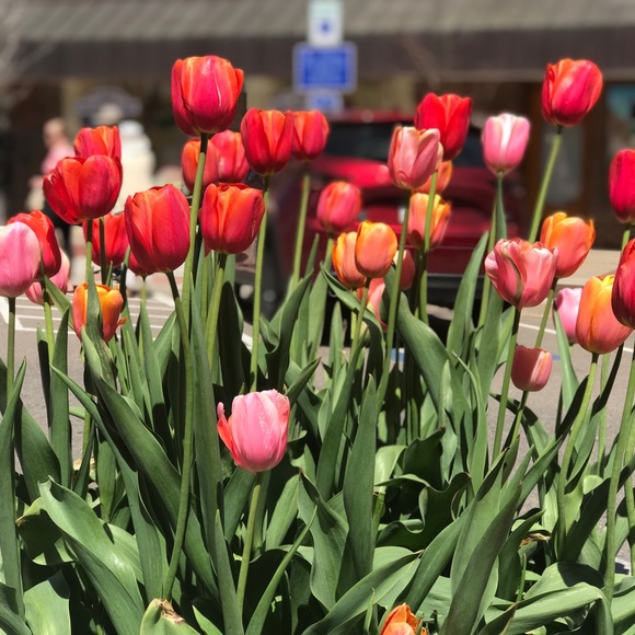 Profile Picture of Ayla Sarnoff (@asar444) on Poshmark