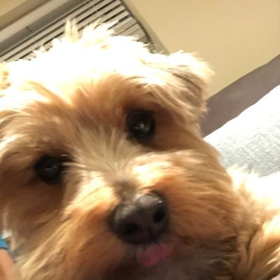 Profile Picture of Eric Goldstein (@EricGoldstein24) on Twitter