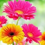 Tracey O'Connell - Instagram Profile Picture of Tracey O'Connell (@tracey.oconnell.18) on Instagram