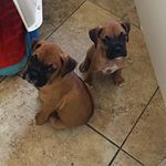 Profile Picture of Brooklyn & Bailey (@traveling_boxers) on Instagram