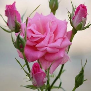 Regiane Miranda - Facebook Profile Picture of Regiane Miranda (@regiane.miranda.79219) on Facebook