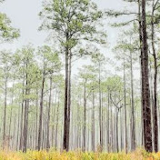 Profile Picture of Tony Cox (@tonycox4171) on Youtube