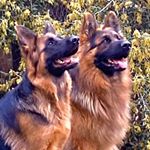 Profile Picture of Liam Oshea (@liam.oshea.121) on Instagram