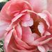 Profile Picture of Sarah McVaugh (@Sunshine1236) on Pinterest