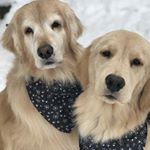 Profile Picture of Athena & Kingston Simmons (@attienking) on Instagram