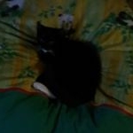 Profile Picture of Joeys und Rockys Katerbande (@joeys_und_rockys_katerbande) on Instagram