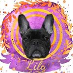 Profile Picture of Je Suis —>Lily Bean Delphine 💋 (@lilybean_delphine) on Instagram