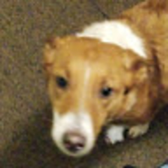 Profile Picture of Danielle Boland (@daniellebola371) on Poshmark