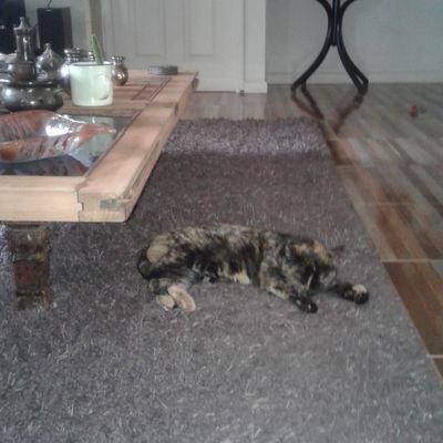 Profile Picture of Nancy Silva Brito (@nancysilva61) on Twitter