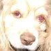 Profile Picture of Diane Hinds (@swtdustyok) on Pinterest