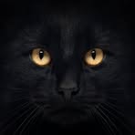 Profile Picture of Alice Haven (@Alice-Haven) on Facebook