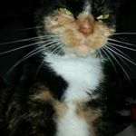 Profile Picture of Nick.Sisson (@nicksisson_) on Instagram