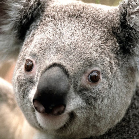 Profile Picture of Maddison Roberts (@maddisonrobe996) on Poshmark