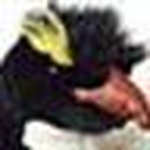 Profile Picture of Rock Hopper (@rock hopper) on Flickr