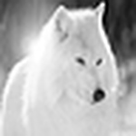 Profile Picture of Ulvbein (@ulvbein) on Flickr