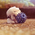 Puppy of the Day - Instagram Profile Picture of Puppy of the Day (@letakohlmeier3a90a) on Instagram