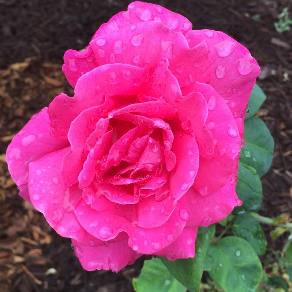 Profile Picture of Dee Boyce (@geenadee) on Poshmark