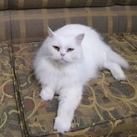 Profile Picture of amira nasser (@amira511) on Pinterest