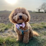 Profile Picture of George Dog James (@georgedogjames) on Instagram