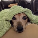 Profile Picture of Alice Chow (@furrrangel) on Instagram