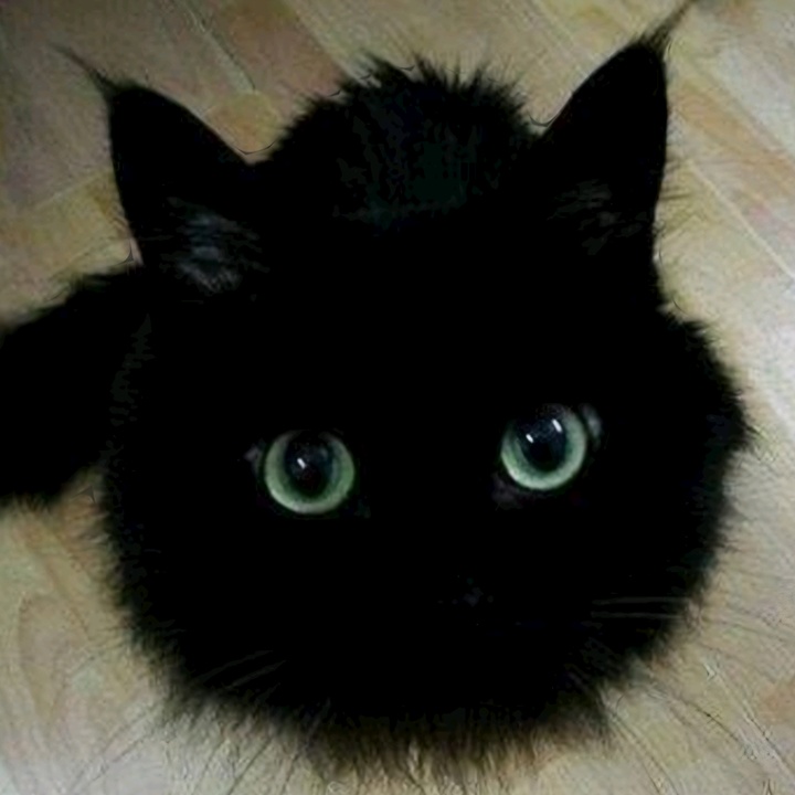 Profile Picture of 🇯🇵nora🐱cat💰👑 (@ko.catp715) on Tiktok