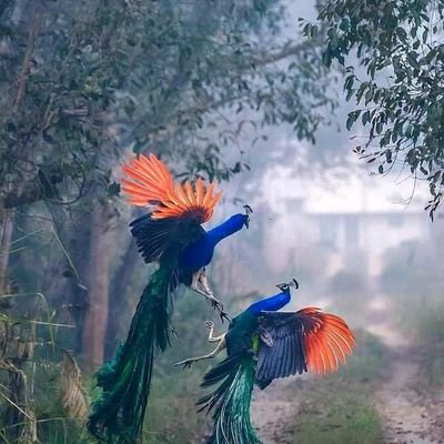 Profile Picture of Gदिपक✌ (@deepakghimire02) on Twitter