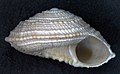 Profile Picture of Solatisonax cabralion Wikipedia