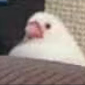 Profile Picture of Joohyun Kim (@GiganticDove0524) on Youtube