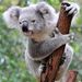 Profile Picture of koala682divin (@jeremyd1902) on Pinterest