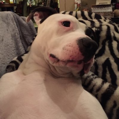 Profile Picture of Hailey Sanchez (@sanchezh2002) on Twitter